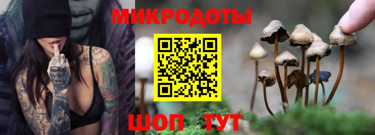где можно купить наркотик  Вход с VPN  Каменка  Галлюциногенные грибы Cubensis 